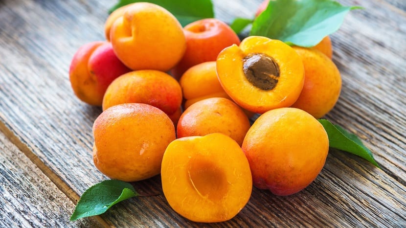 Albaricoques madurando en el árbol