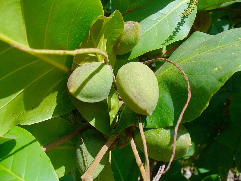 Frutos maduros del almendro tropical, de los que se extrae la semilla comestible