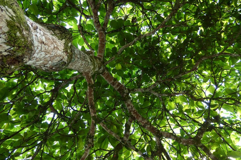 Ejemplar adulto de Terminalia catappa con su copa en pisos horizontales