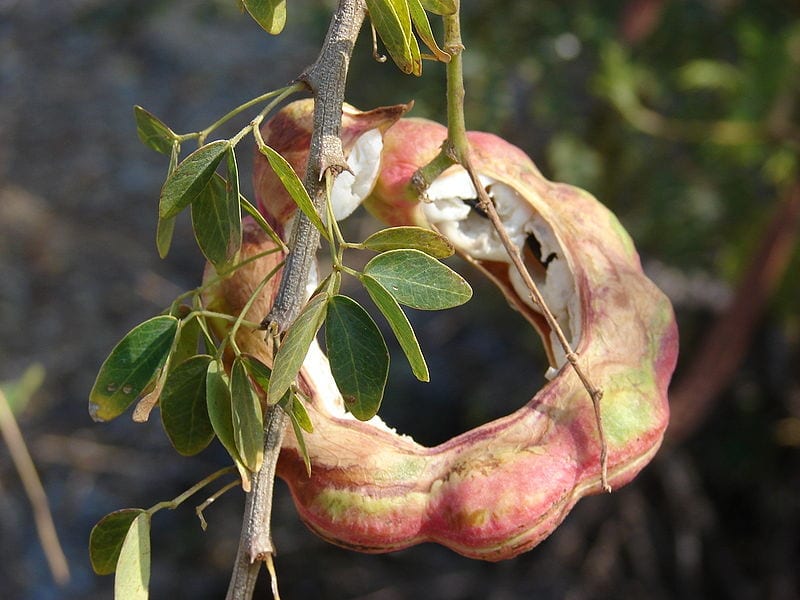 Guamúchil: cómo cultivar el Pithecellobium dulce