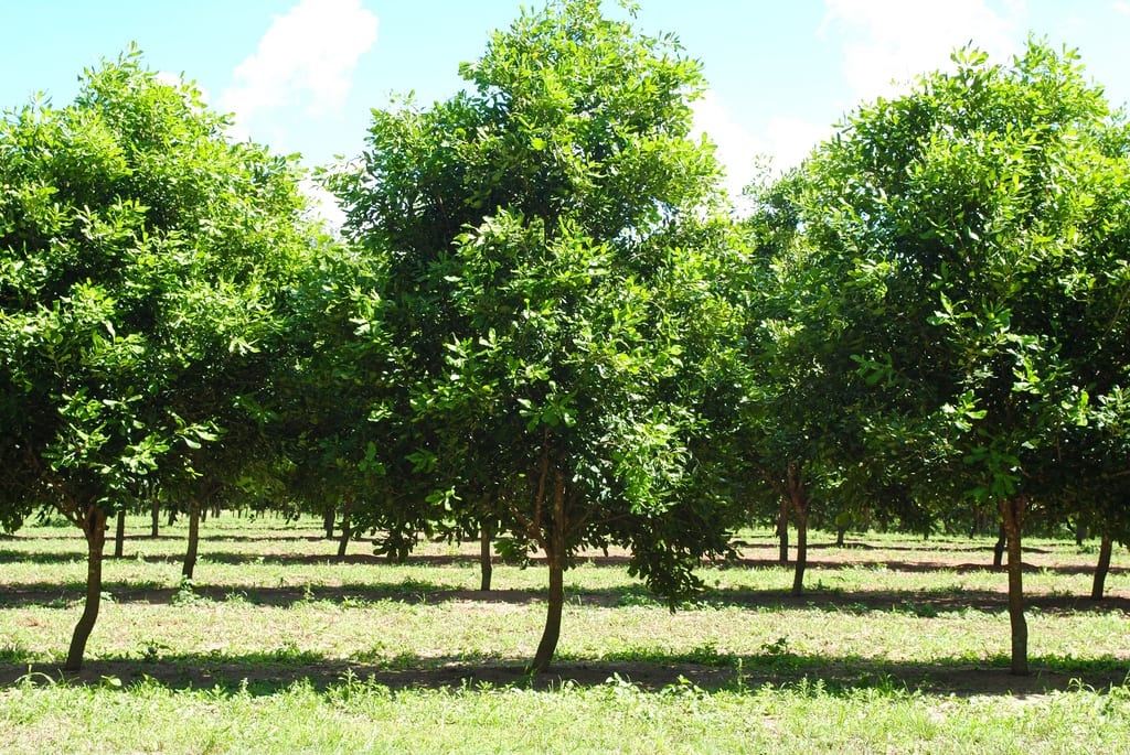 Árbol de macadamia: cultivo, cuidados y cosecha de la nuez