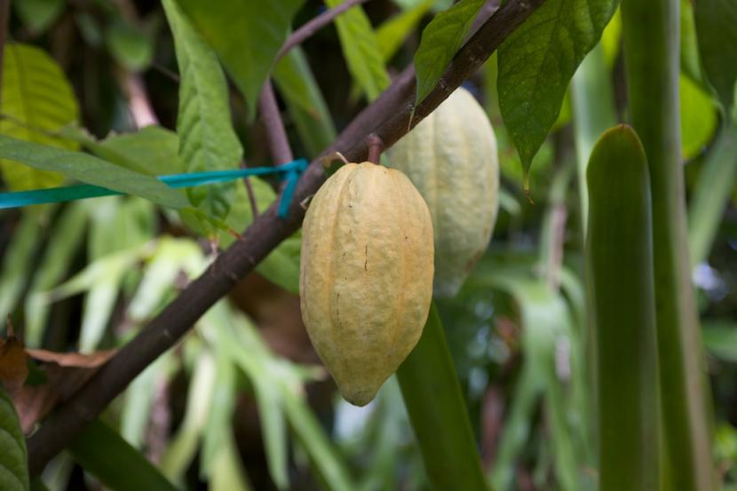 Árbol de cacao adulto con mazorcas en el tronco