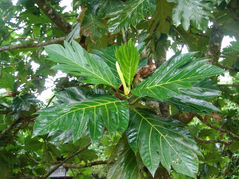 Grandes hojas lobuladas del árbol del pan