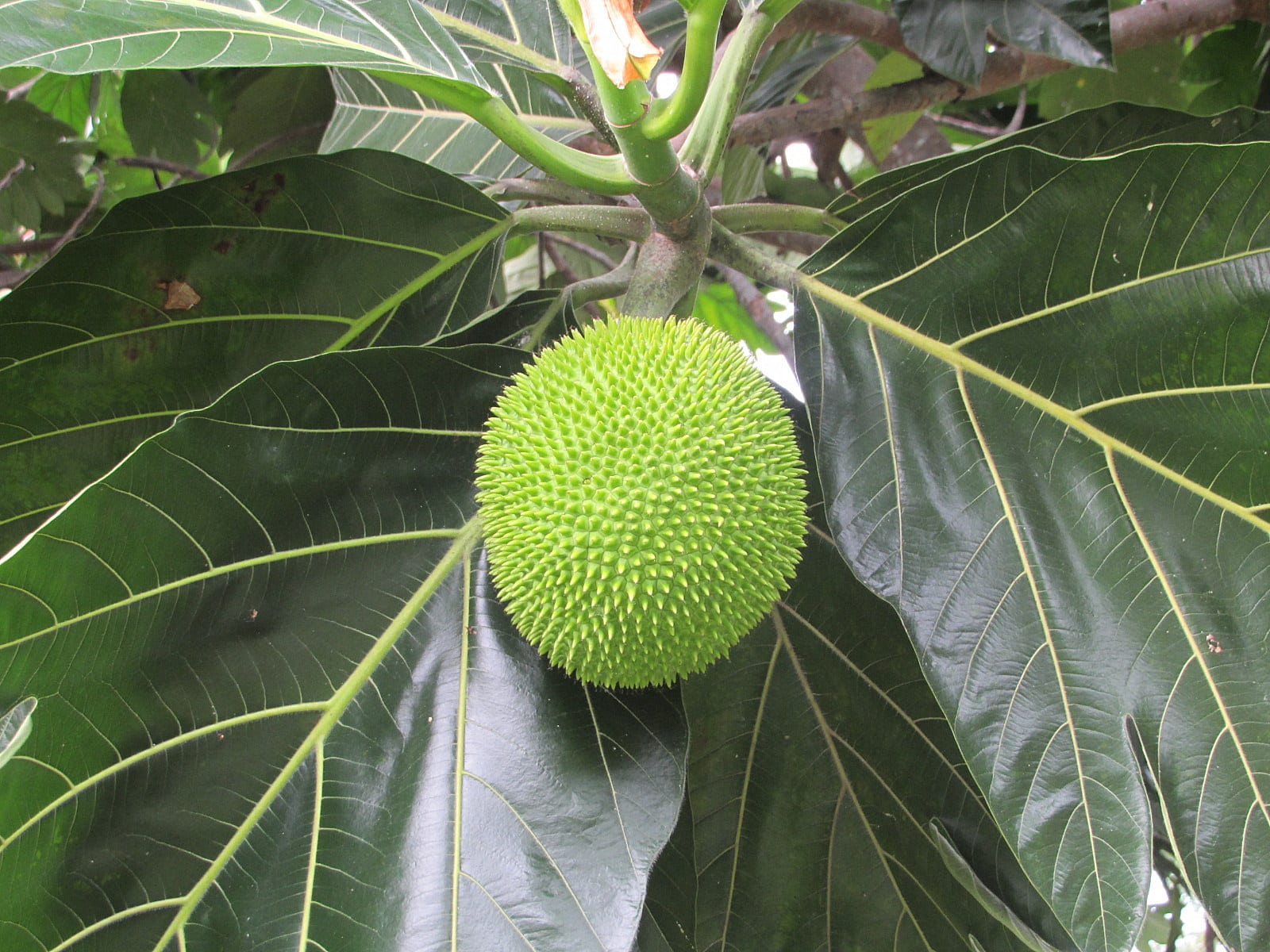 Árbol del pan: características, cultivo y cuidados reales
