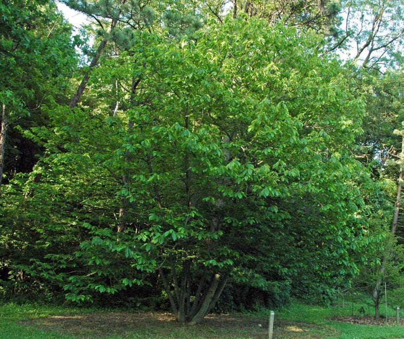 Árbol de Asimina triloba con su follaje característico
