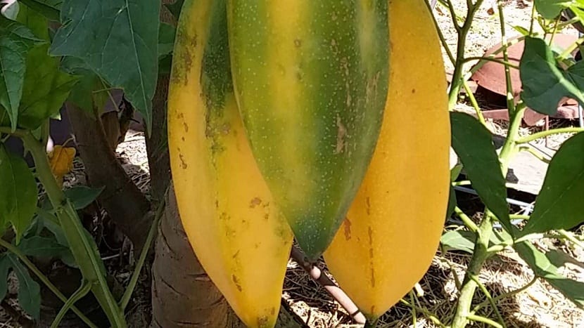 Fruto de babaco cortado, un alimento muy nutritivo