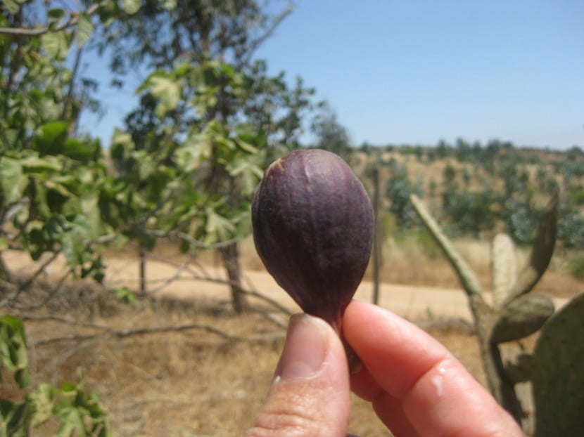 Cabrahigo o higuera macho con sus frutos inmaduros