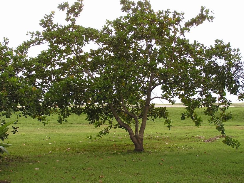 Árbol de anacardo de copa abierta y ramas bajas