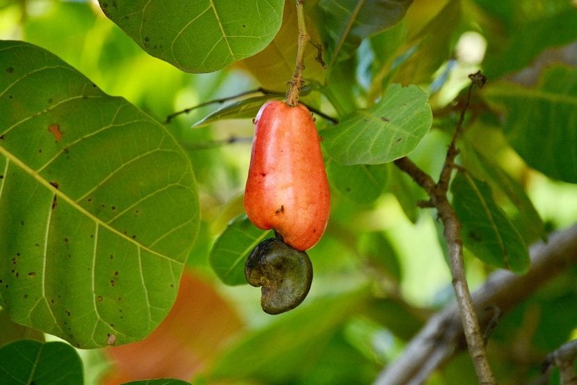 Frutos de cajuil con la nuez colgando del pseudofruto