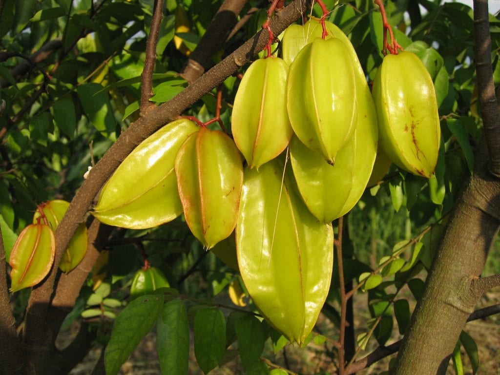 Frutos de carambola maduros en el árbol