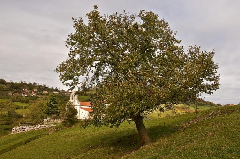 Castaño adulto Castanea sativa de porte amplio