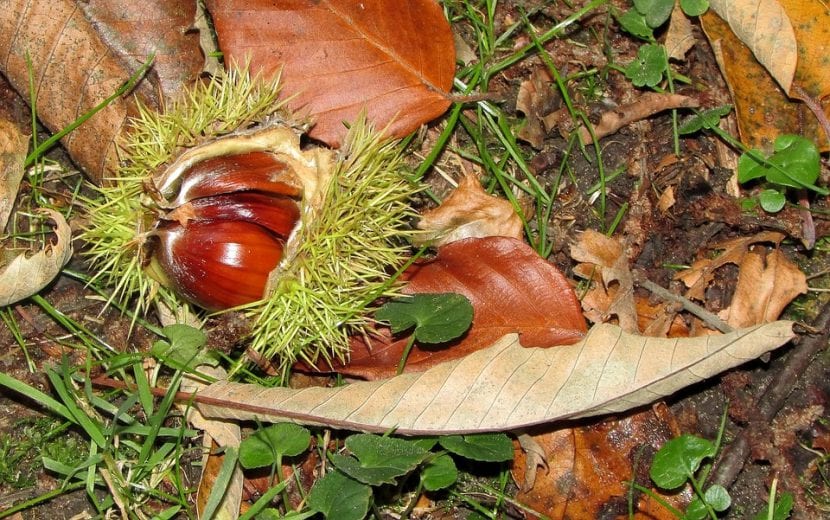 Erizos y castañas maduras del castaño en otoño