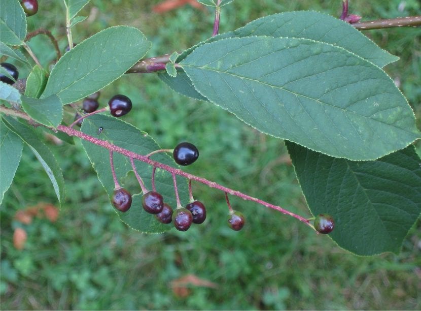 Frutos negros de Prunus serotina en racimo