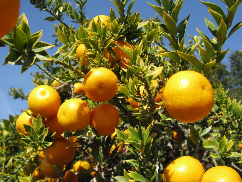 Frutos de Citrus myrtifolia madurando en la planta