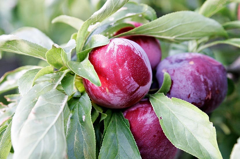 Ciruelas rojas de Spondias purpurea madurando en el árbol