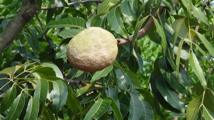 Diferentes tipos de árboles frutales cargados de fruta