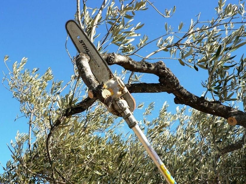 Poda de árboles frutales