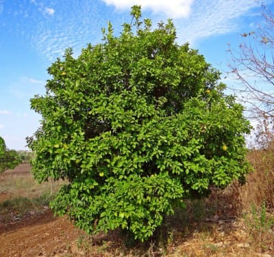Limonero cargado de frutos