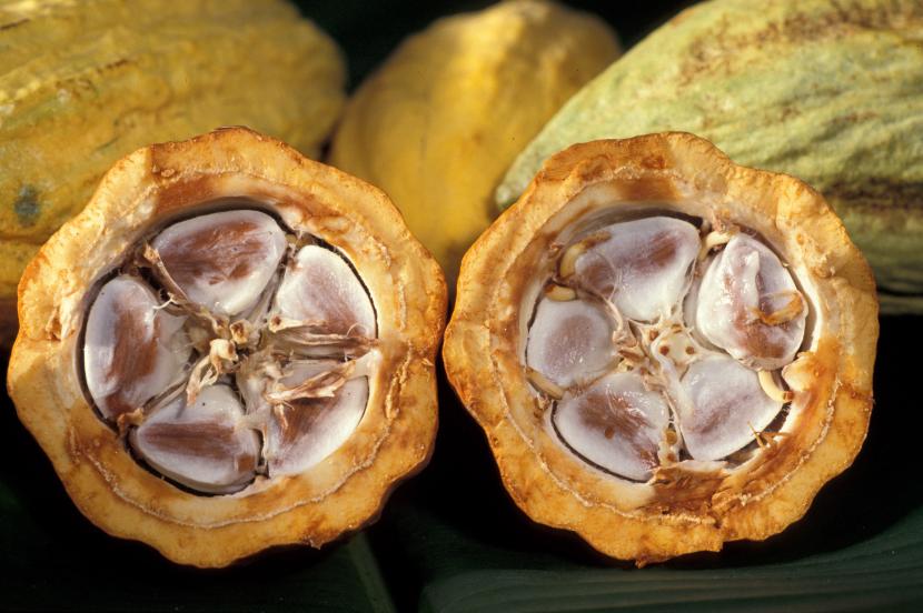 Cómo cultivar cacao en maceta o invernadero