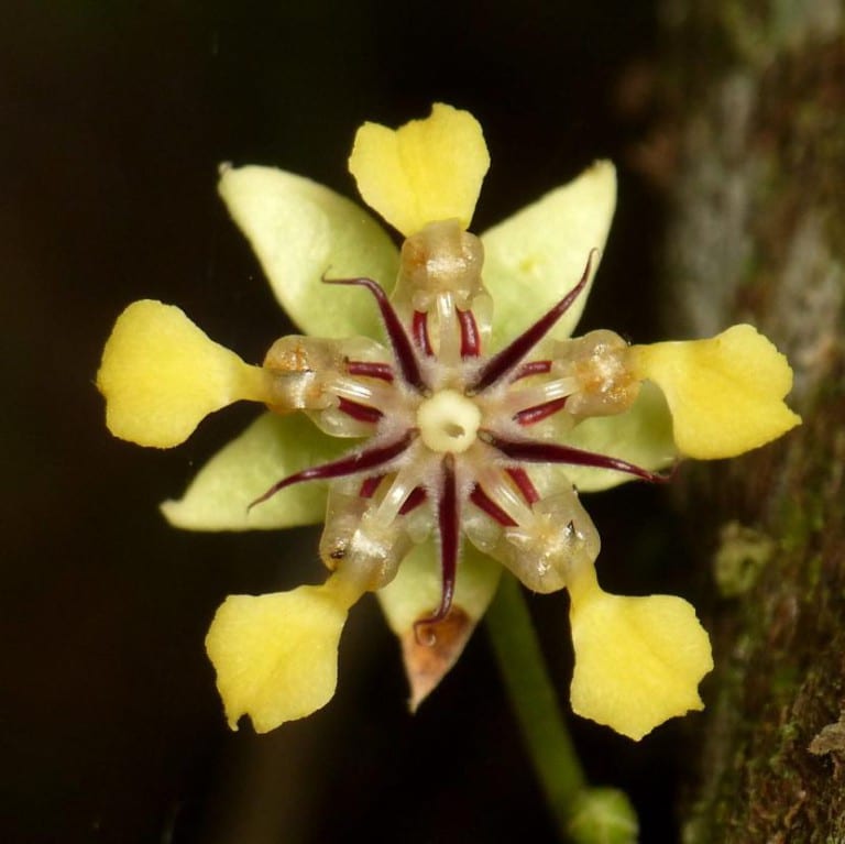 Flor de cacao naciendo directamente sobre el tronco del árbol