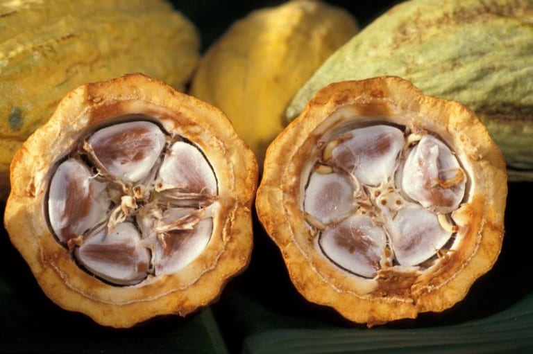 Mazorcas de cacao maduras colgando del tronco