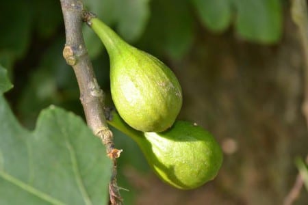 Higuera Ficus carica con sus hojas lobuladas características