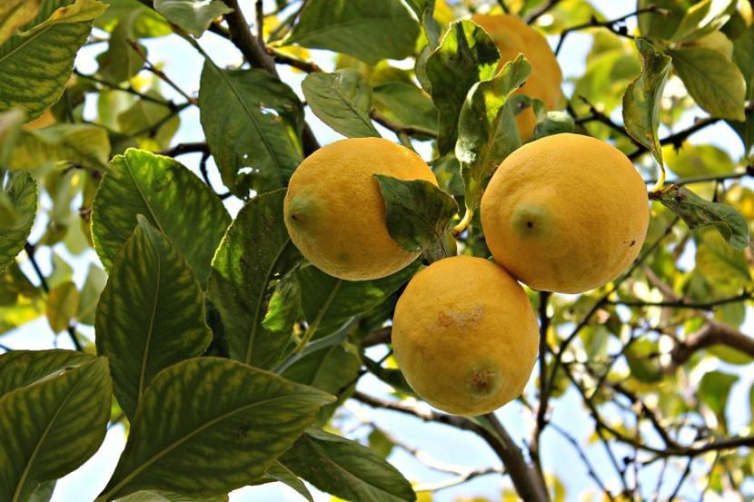 Limonero joven cultivado en maceta