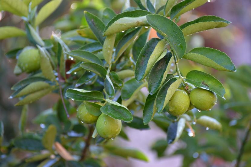 Limonero con frutos maduros en el árbol