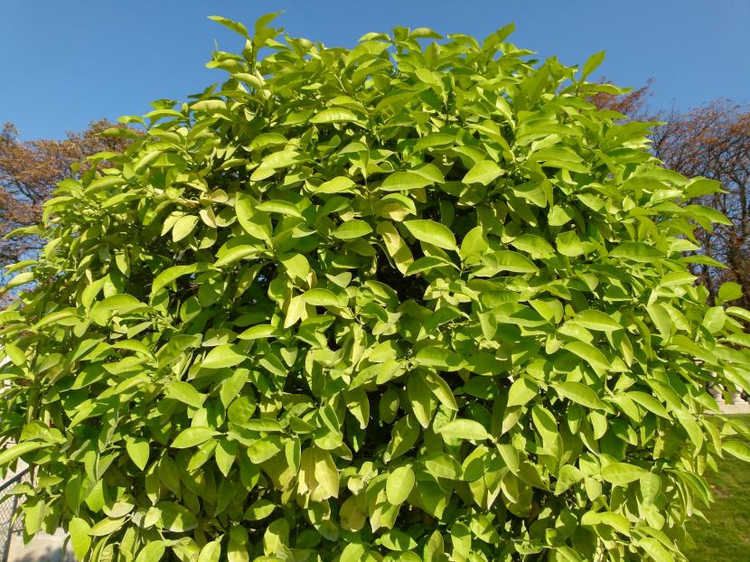 Naranjo adulto cargado de fruta