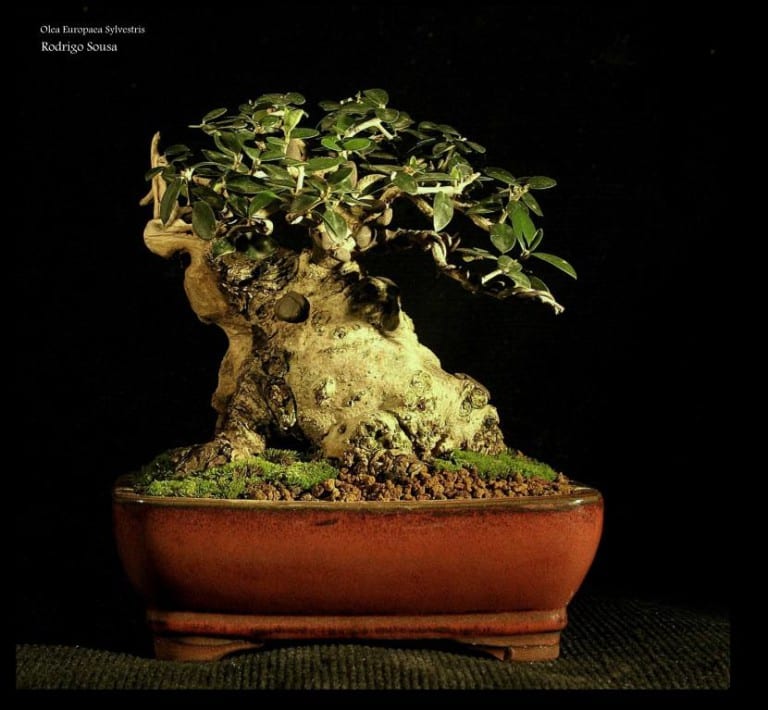 Bonsái de olivo silvestre o acebuche
