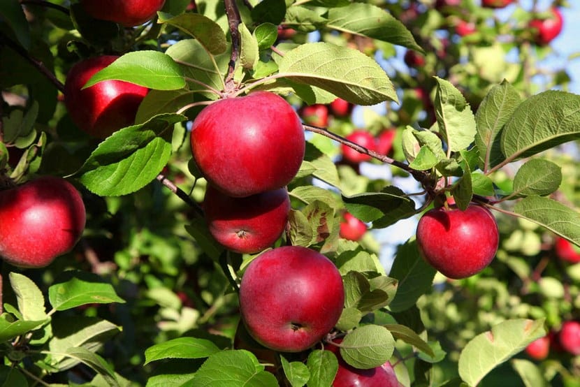Riego de árboles frutales: cuánto, cada cuánto y dónde