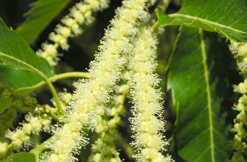 Castaño en flor con sus amentos