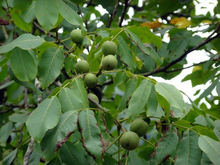 Hojas y porte de Juglans regia, el nogal común