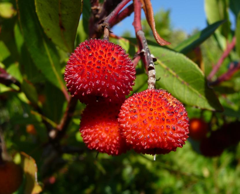 Frutos maduros de Arbutus unedo, el madroño