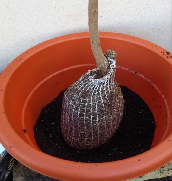 Cómo trasplantar árboles frutales con éxito