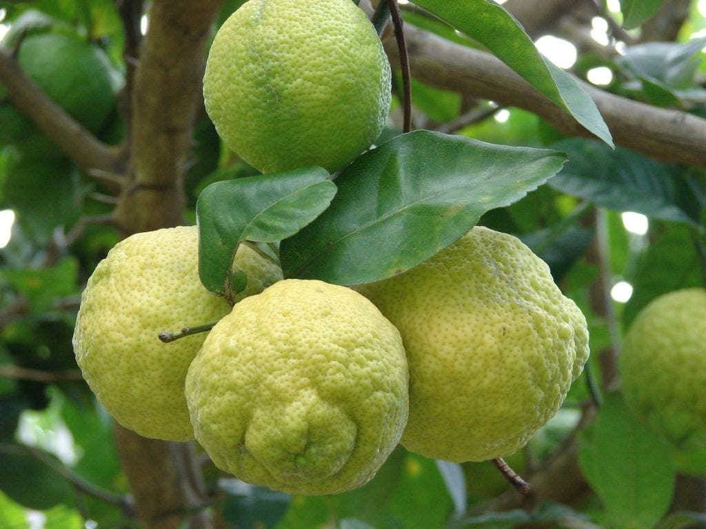 Limonero sano: riego, abonado, poda y hojas amarillas