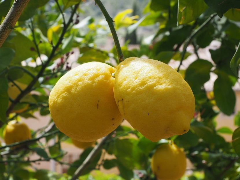 Limones maduros en el árbol