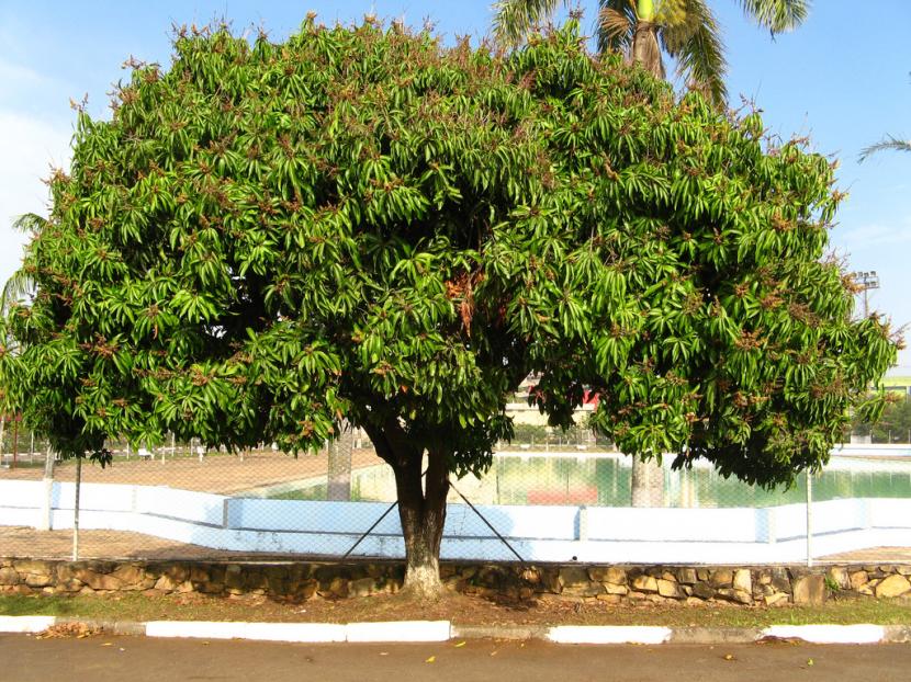 Árbol de mango adulto