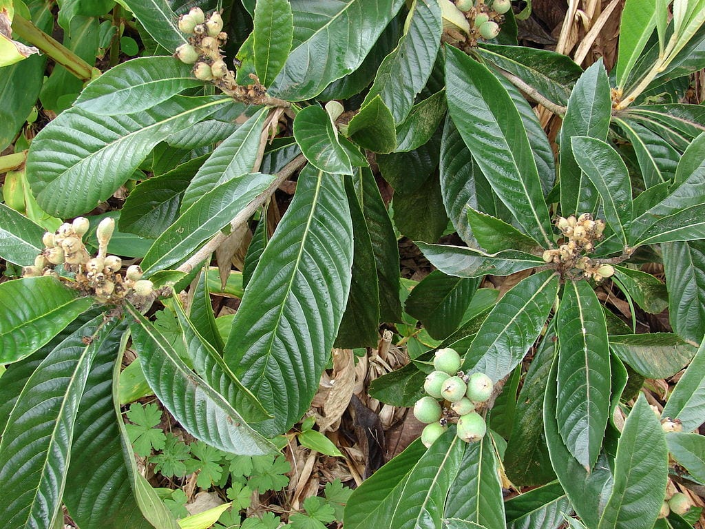 Hojas grandes y nervadas de Eriobotrya japonica