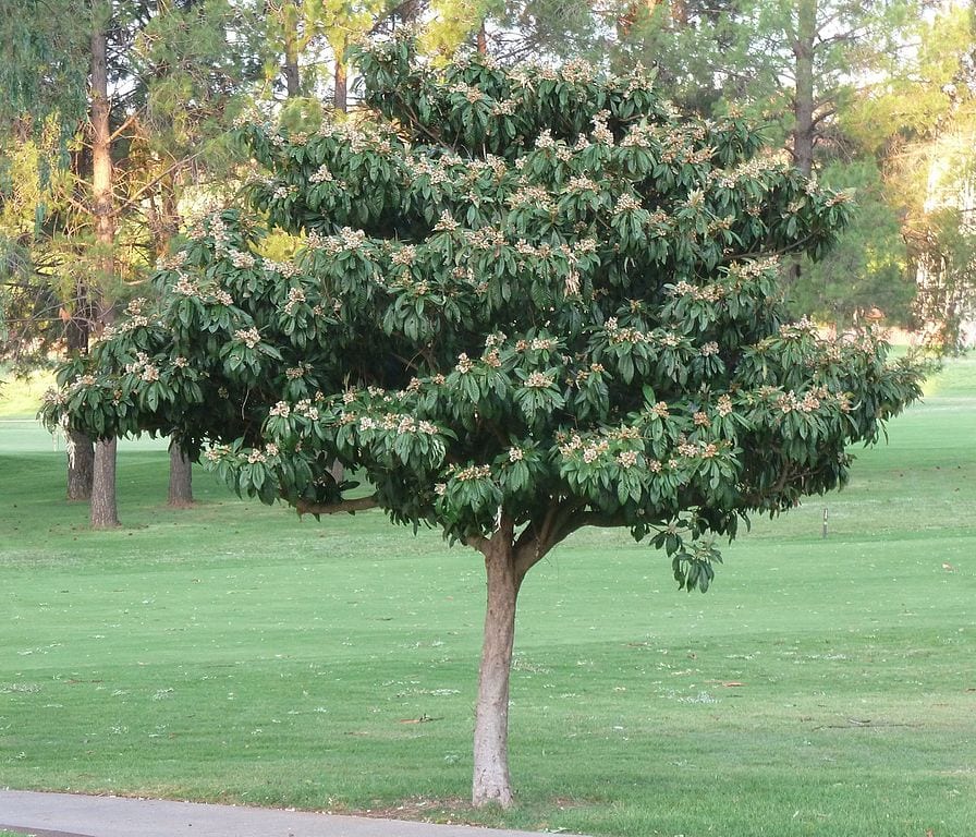 Nísperos maduros entre el follaje del árbol