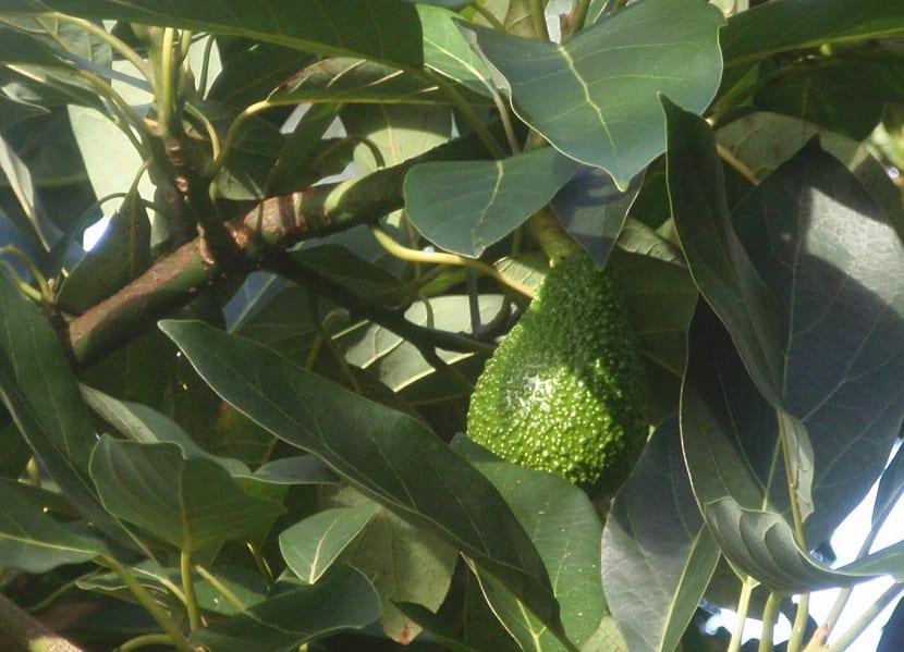 Planta joven de aguacate germinada de hueso