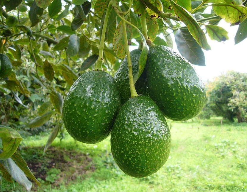 Planta de aguacate con hojas jóvenes