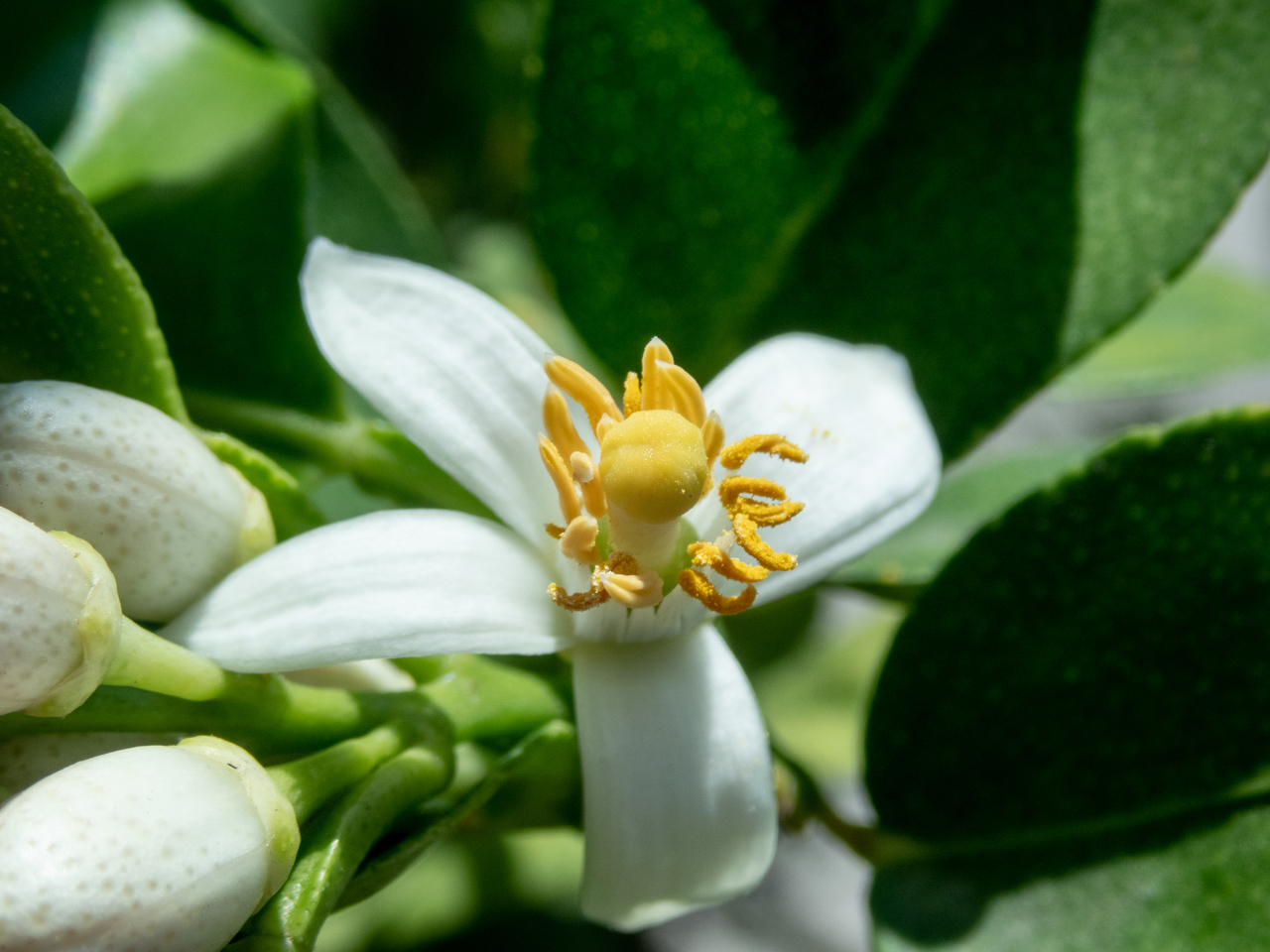 Flor de limonero abierta con sus estambres