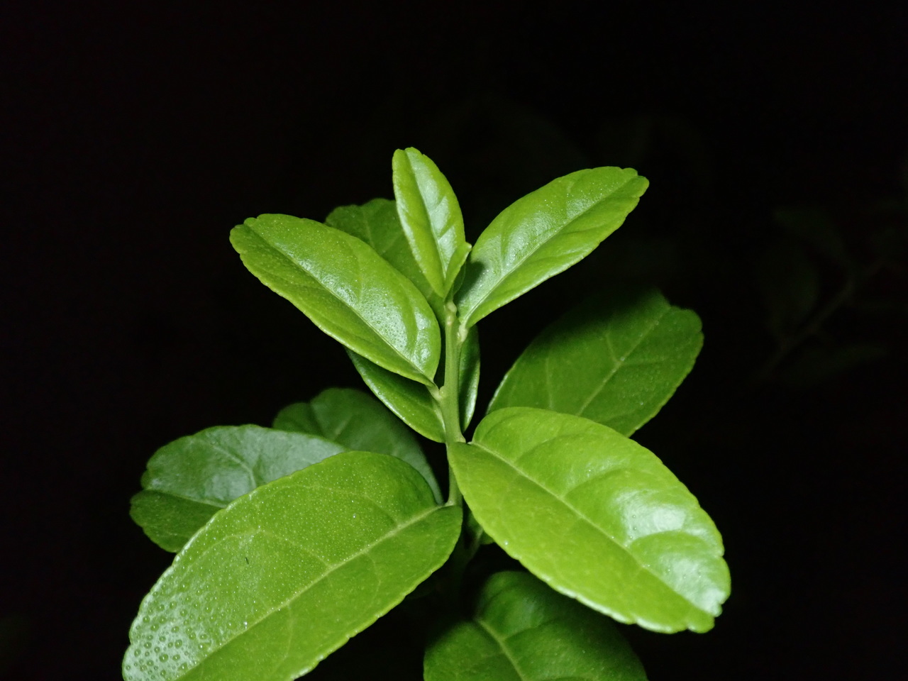 Limonero joven recién plantado en el jardín