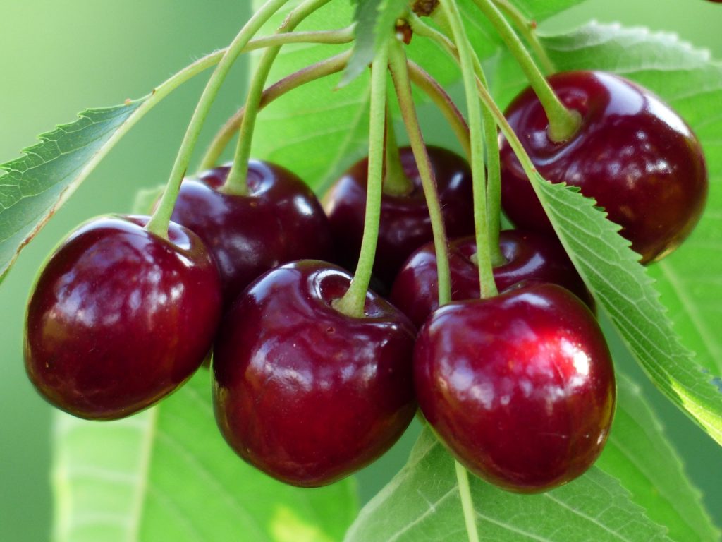 Cerezas maduras en el árbol