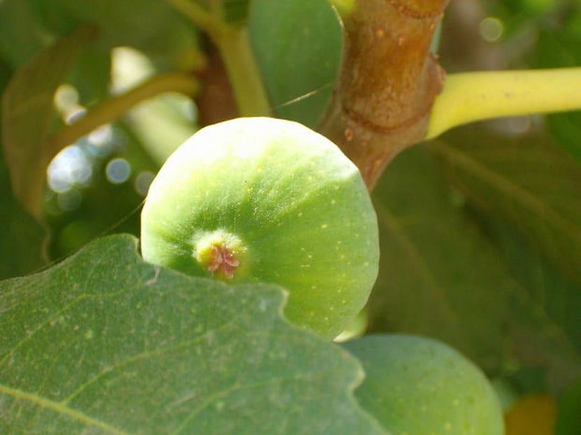 Higuera joven recién plantada