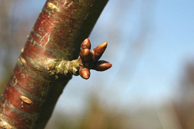 Yemas florales de Prunus avium en una rama de cerezo