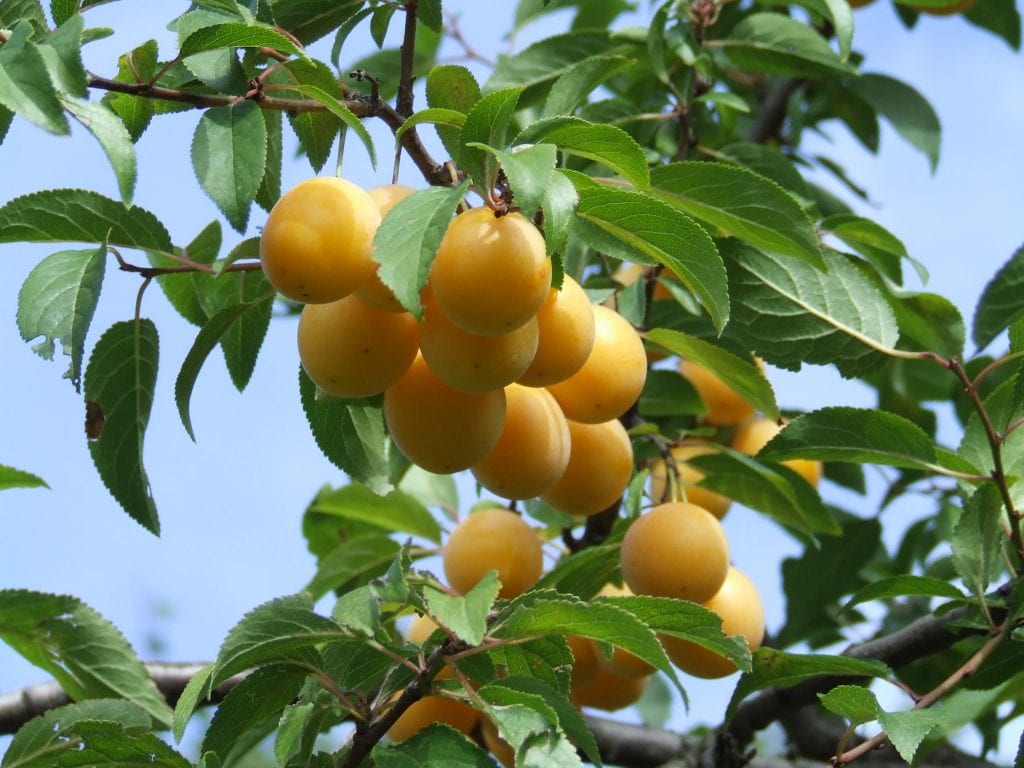 Ciruelas maduras en el árbol
