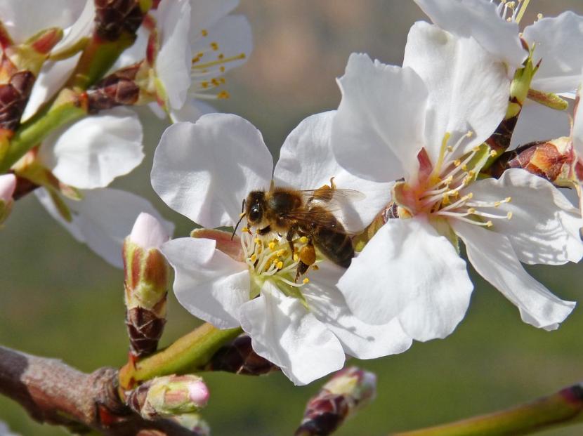 Almendro en flor a finales de invierno