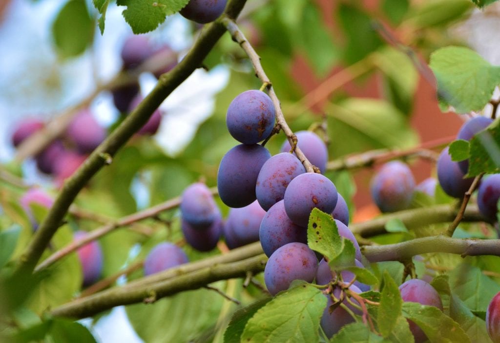 Ciruelas maduras en el árbol